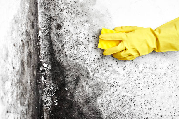 Best Office Mold Removal Services  in Birch Run, MI