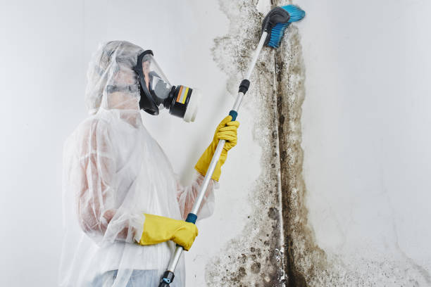 Best Certified Mold Removal  in Birch Run, MI