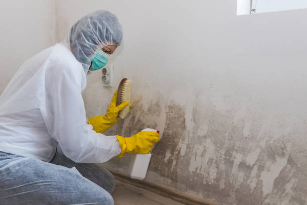 Best Certified Mold Removal  in Birch Run, MI