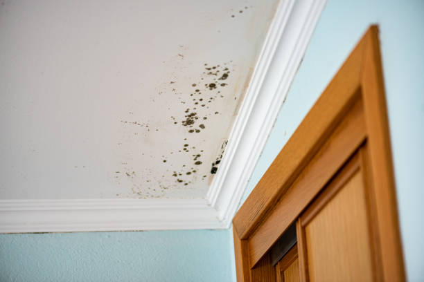 Best Residential Mold Removal  in Birch Run, MI