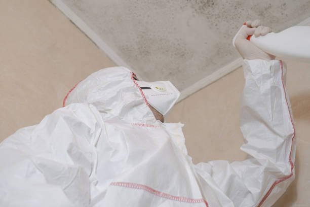 Best Commercial Mold Removal  in Birch Run, MI
