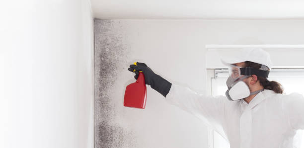 Best Attic Mold Removal  in Birch Run, MI