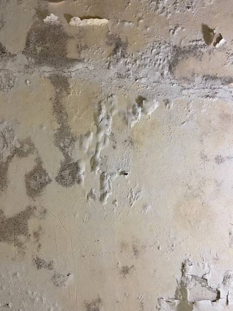 Best Affordable Mold Removal  in Birch Run, MI