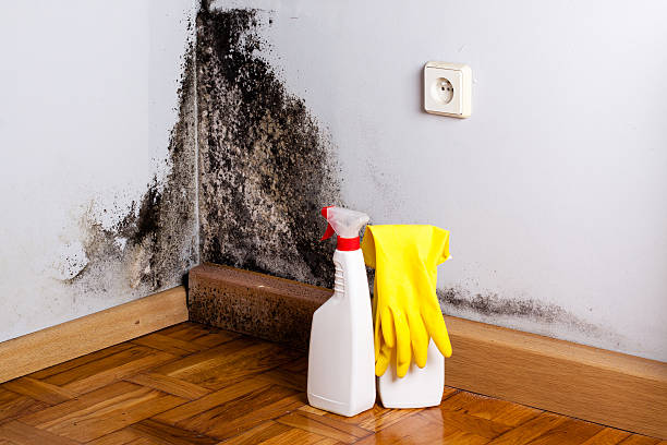 Best Toxic Mold Removal  in Birch Run, MI